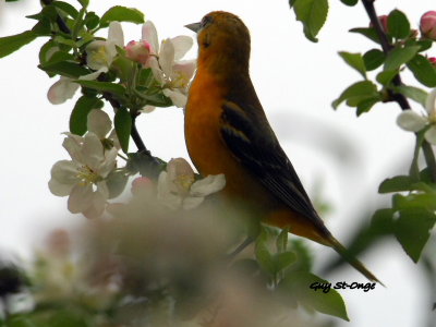 Oriole de Baltimore