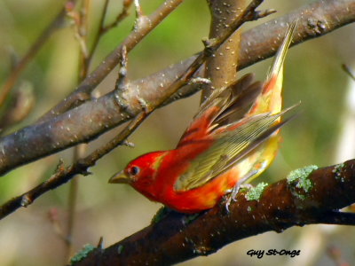    Oriole des vergers