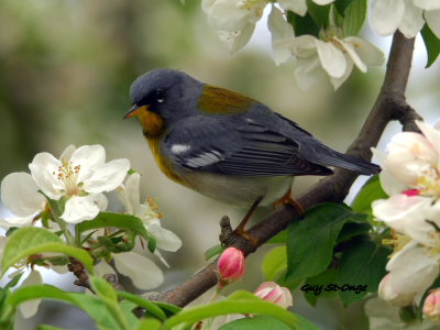 Paruline à collier