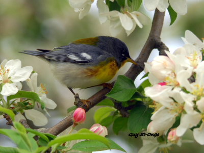 Paruline à collier