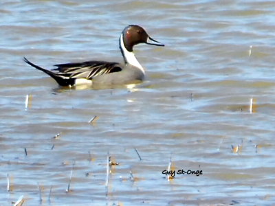   Canard Pilet