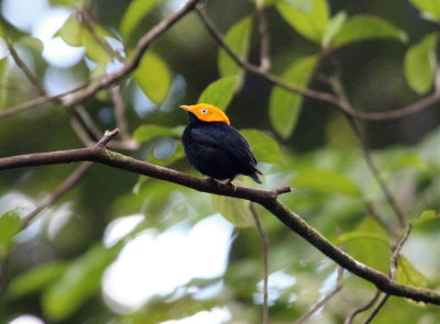 Golden-headed Mannikin