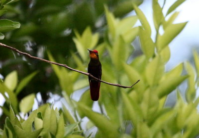 Ruby-topaz Humminbird