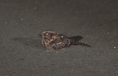 White-tailed Nightjar