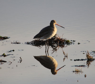 Black -Tailed Godwit