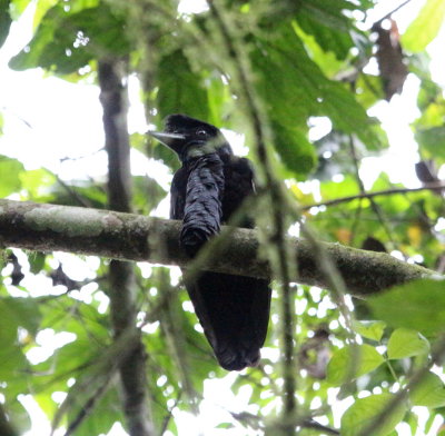 Long-wattled Umbrellabird 