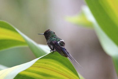 Green-tailed Thorntail