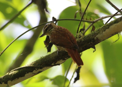 Streaked Xenops