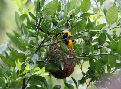Yellow-tailed Oriole on nest