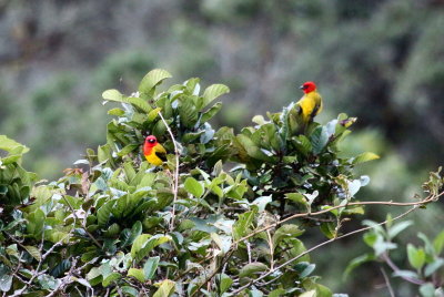 Red-hooded Tanagers