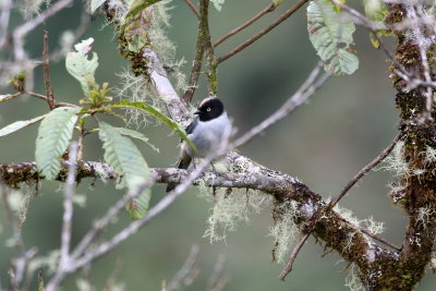 Black-headed Hemispingus