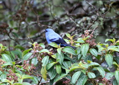 Blue-and-Black Tanager