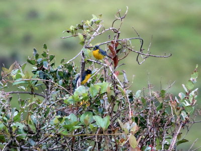 Lacrimose Mountain-Tanagers