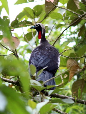 Black-fronted Piping-Guan 