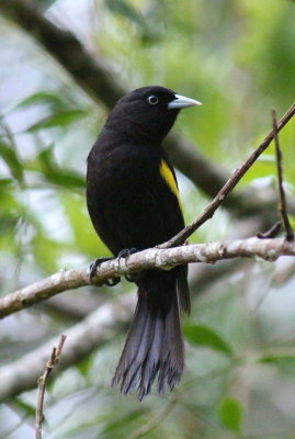 Golden-winged Cacique 