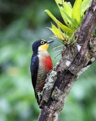 Yellow-fronted Woodpecker 