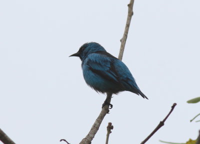 Black-legged Dacnis