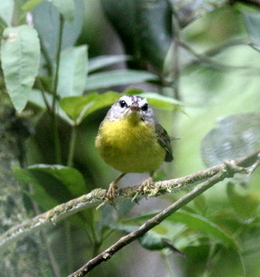 Golden-crowned Warbler 