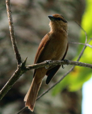 Brown Tanager 