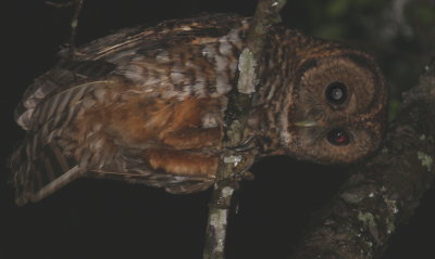 Rusty-barred Owl 