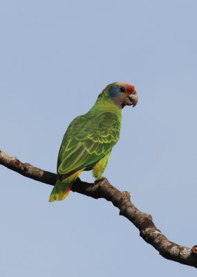 Red-tailed Parrot 