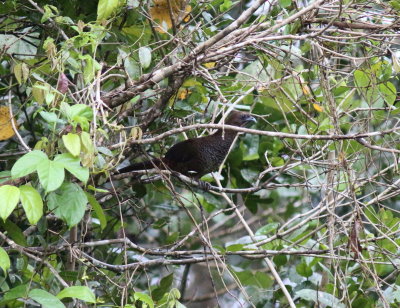 Scaled Chachalaca 