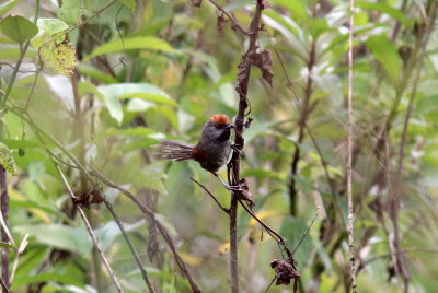 Spix's Spinetail 