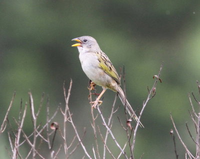 Lesser Grass-Finch 