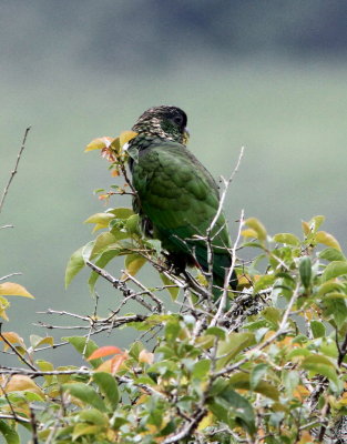Scaly-naped Parrot 