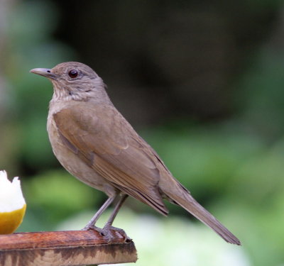 Pale-breasted Thrush 