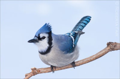 Bluejay