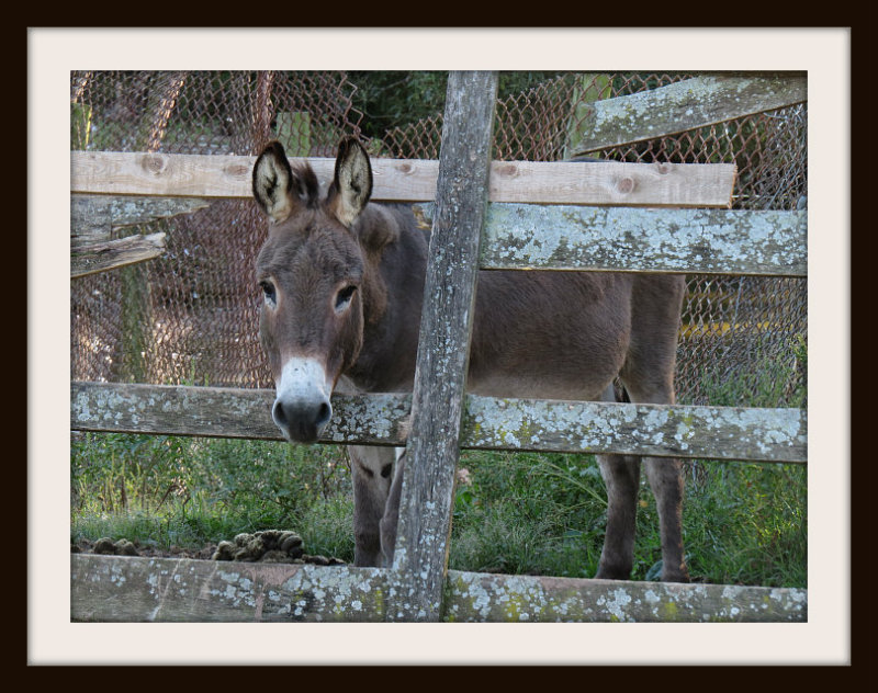 Through The Fence