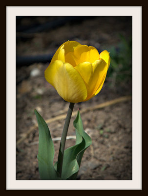 Lone Yellow Tulip