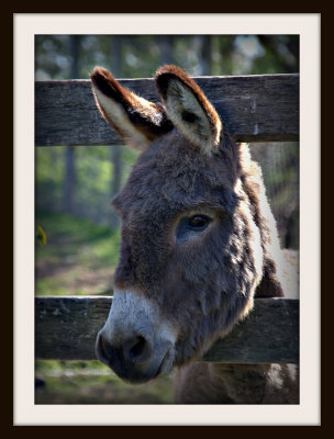 Mr. Shaggy Donkey
