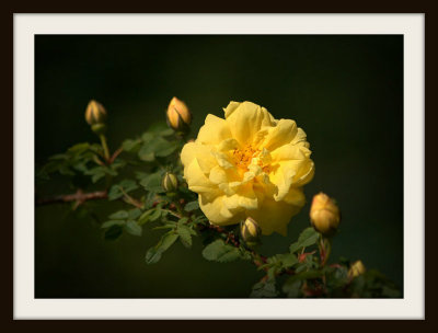 The First Yellow Rose