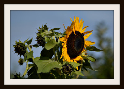 Loving the Sunflowers