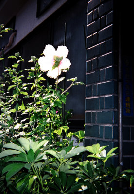 TW87300001LR.jpg
