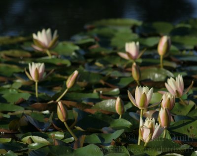 Water Lillies