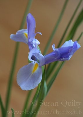 Iris