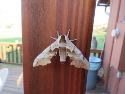 It's MOTHRA!