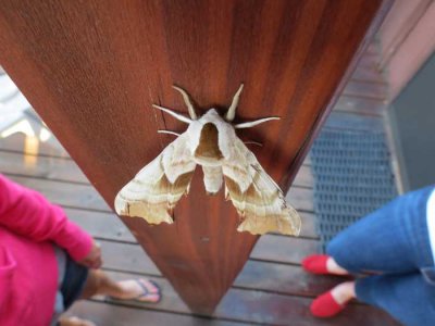 Crazy looking moth