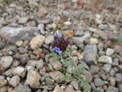 Cool purple flower