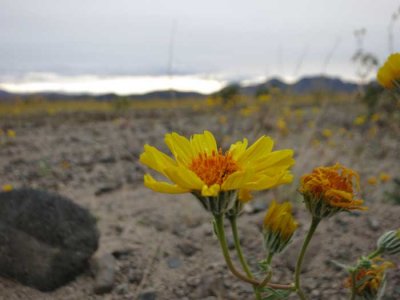 Flower in the super bloom