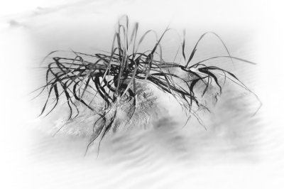 Dune Grass, Nehalem State Park, Oregon