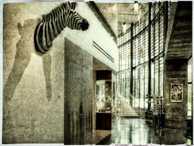 Zebra