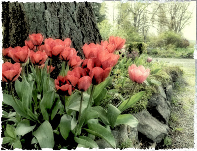 Red Tulips