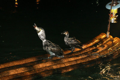 Cormorant Fishing 06a.jpg