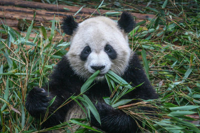Pandas 05a.jpg