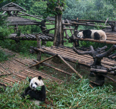 Pandas 08a.jpg