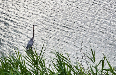 Lake Erie Egret.jpg